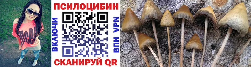 купить наркоту  Облучье  Псилоцибиновые грибы Psilocybine cubensis 